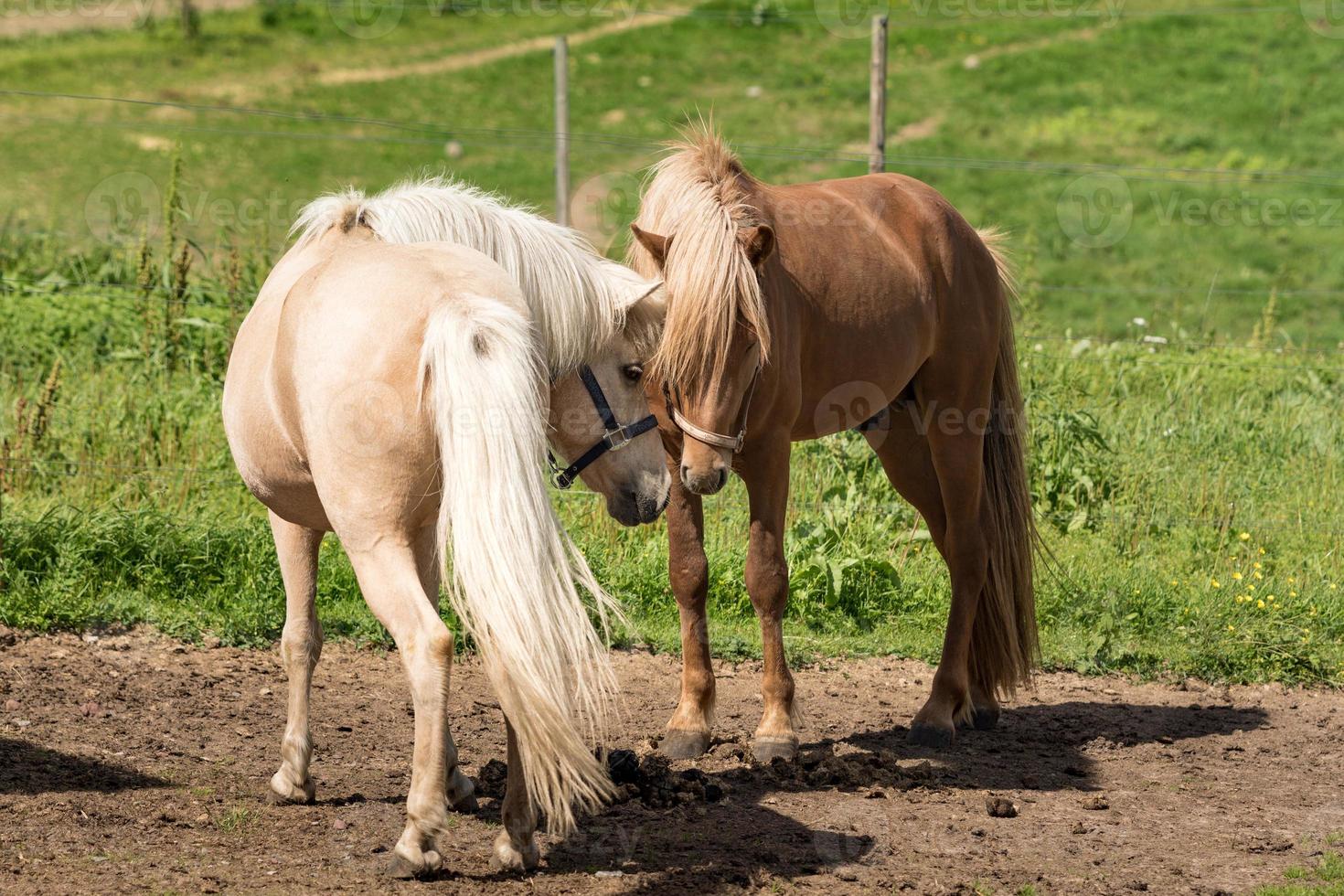 Icelandic horses making friends prior to mating photo