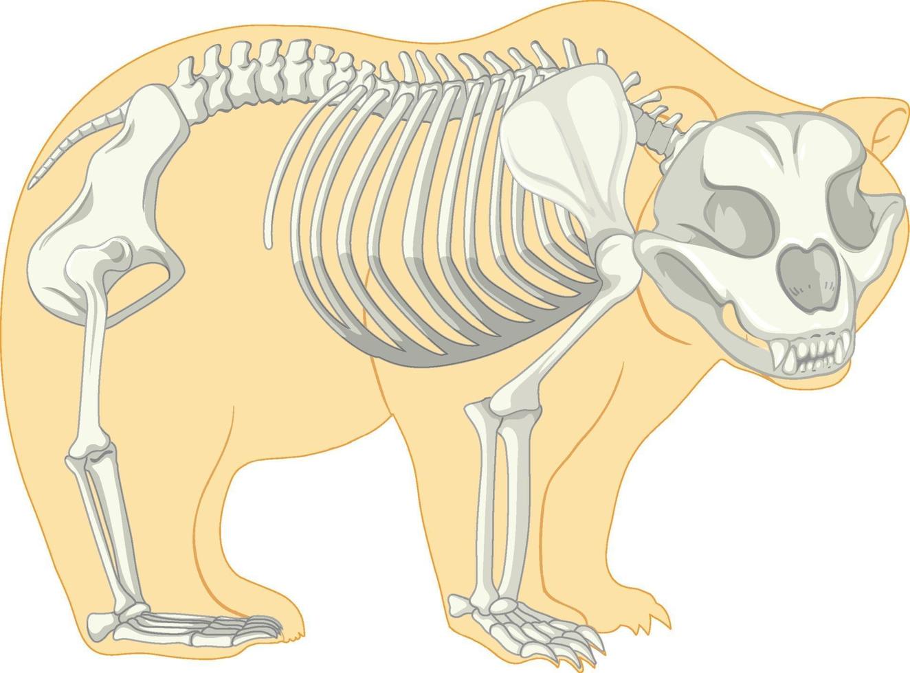 Anatomía del esqueleto del oso salvaje aislado vector