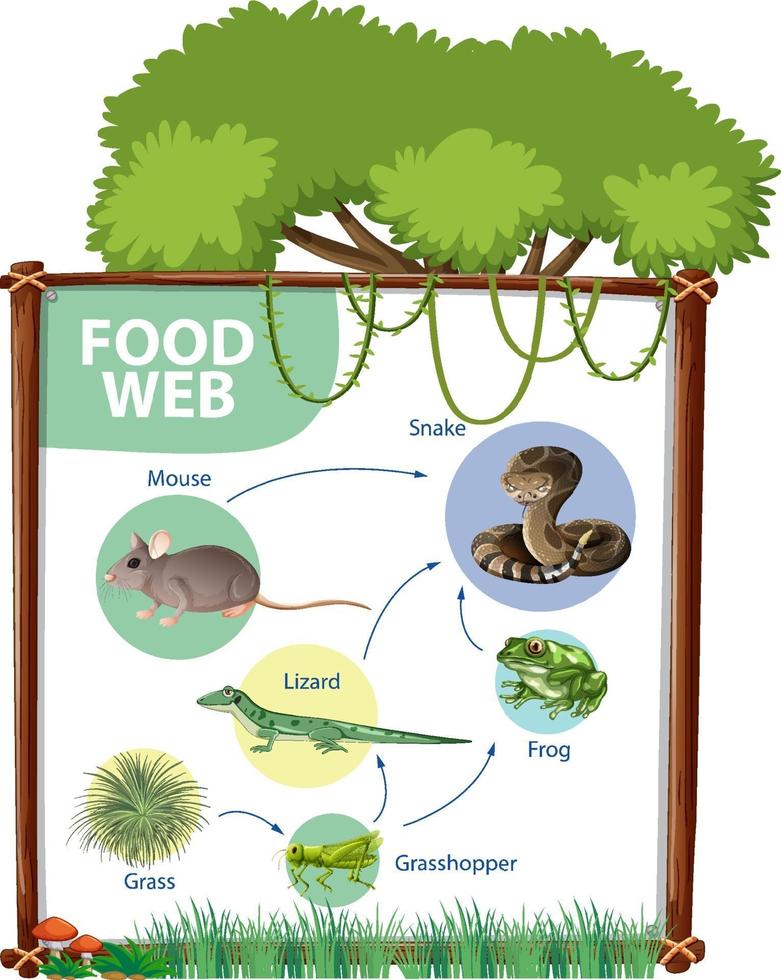 concepto de diagrama de cadena alimentaria vector