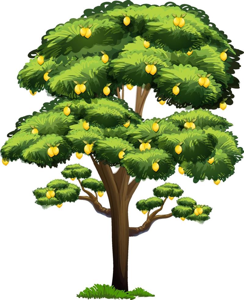 Lemon tree in cartoon style isolated on white background vector