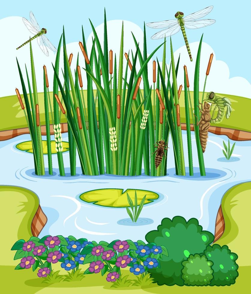 Nature scene with pond and dragonflies vector