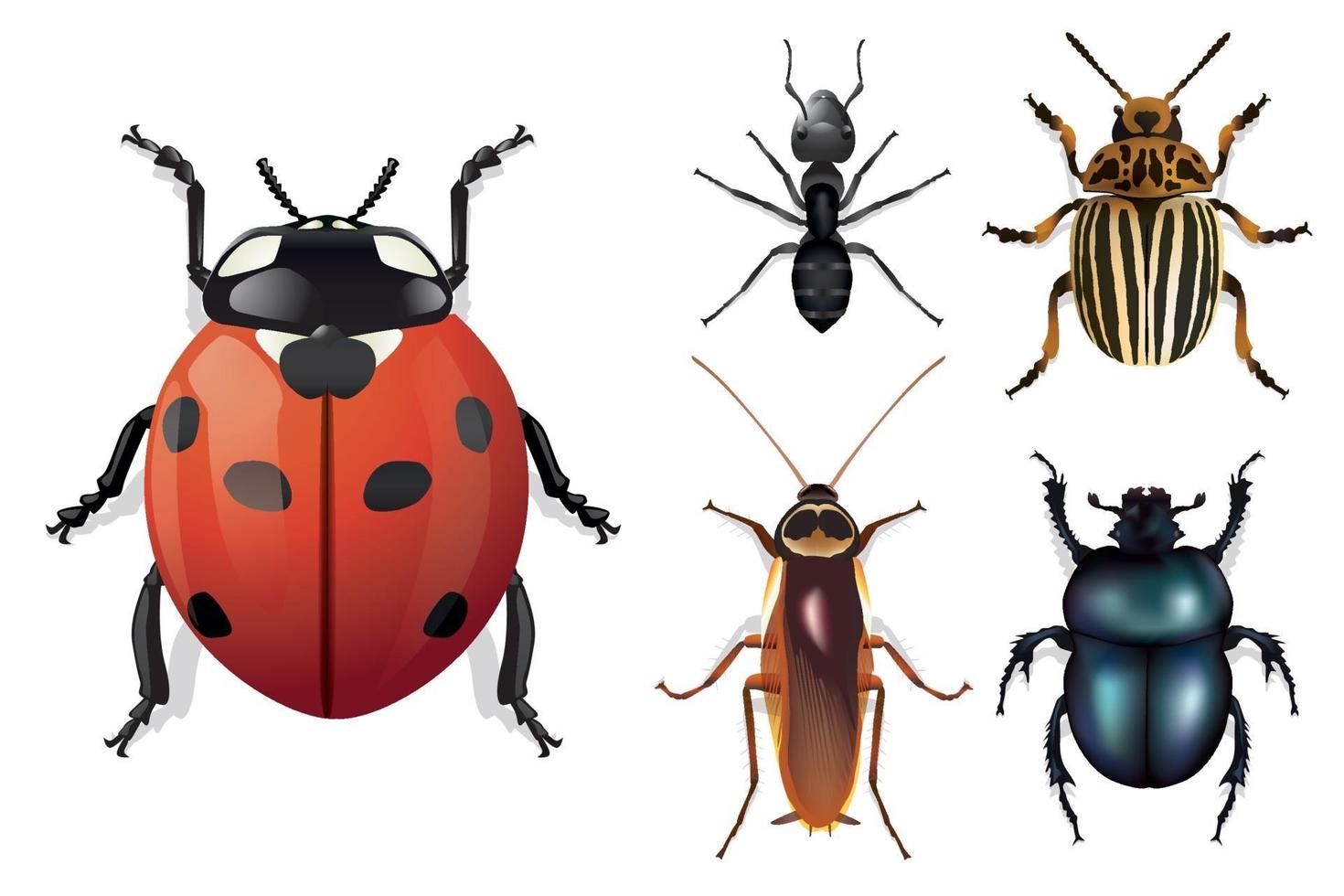 presentación de los principales insectos vistos desde arriba vector