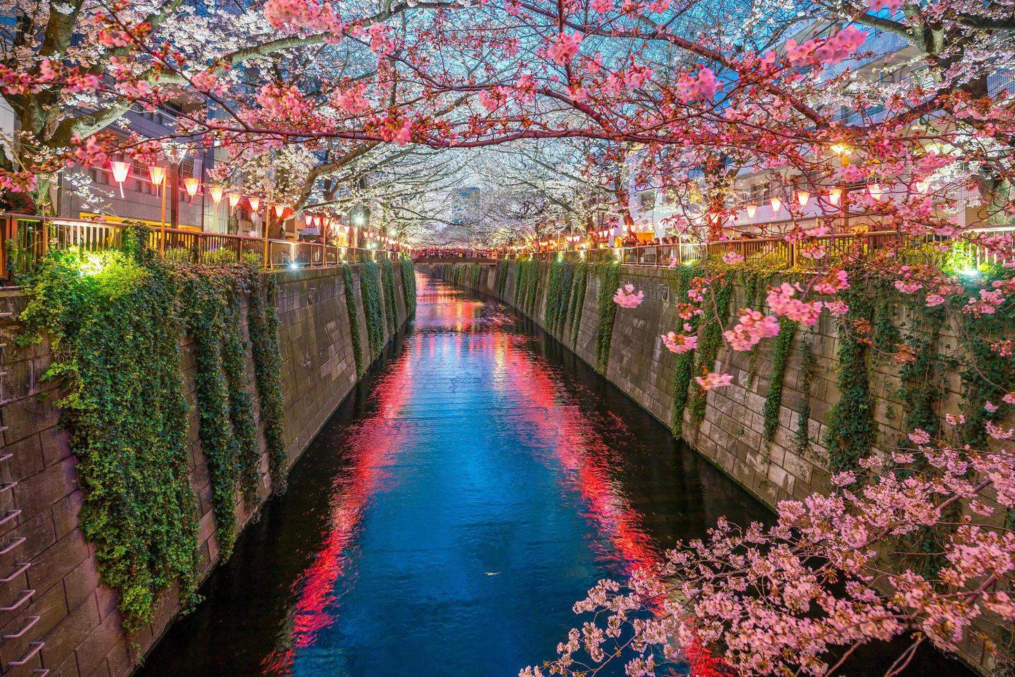 Cherry blossom at Meguro Canal in Tokyo, Japan photo