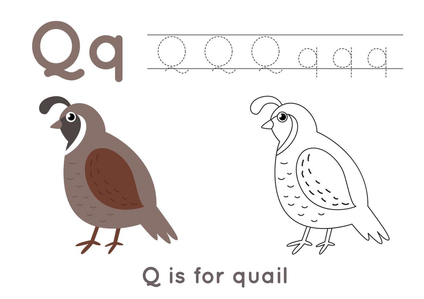 Coloring page with letter Q and cute cartoon quail. vector