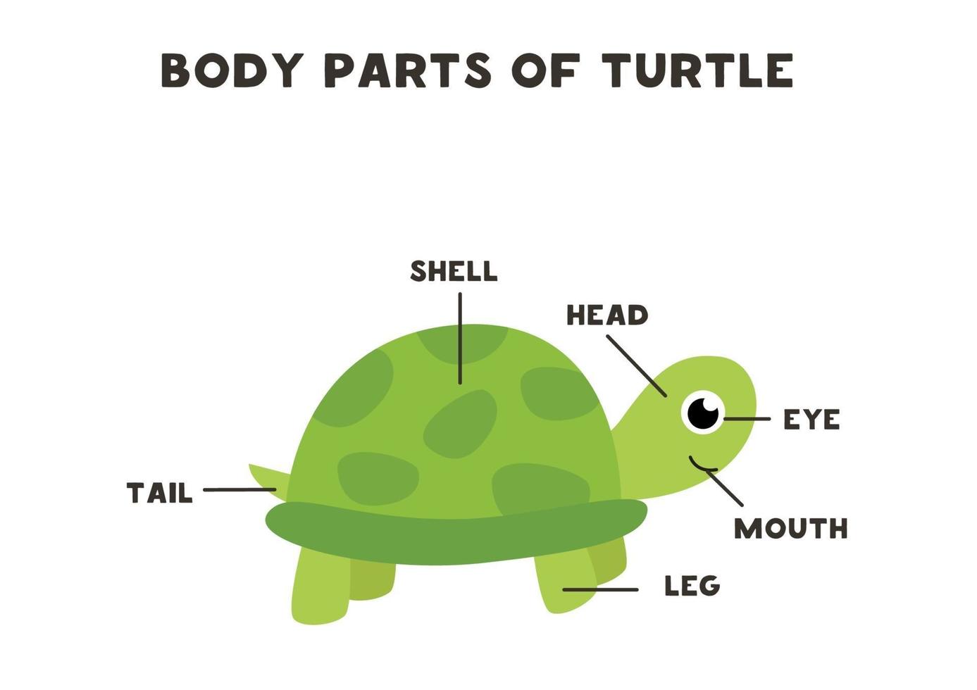 partes del cuerpo de la tortuga. esquema para niños. vector