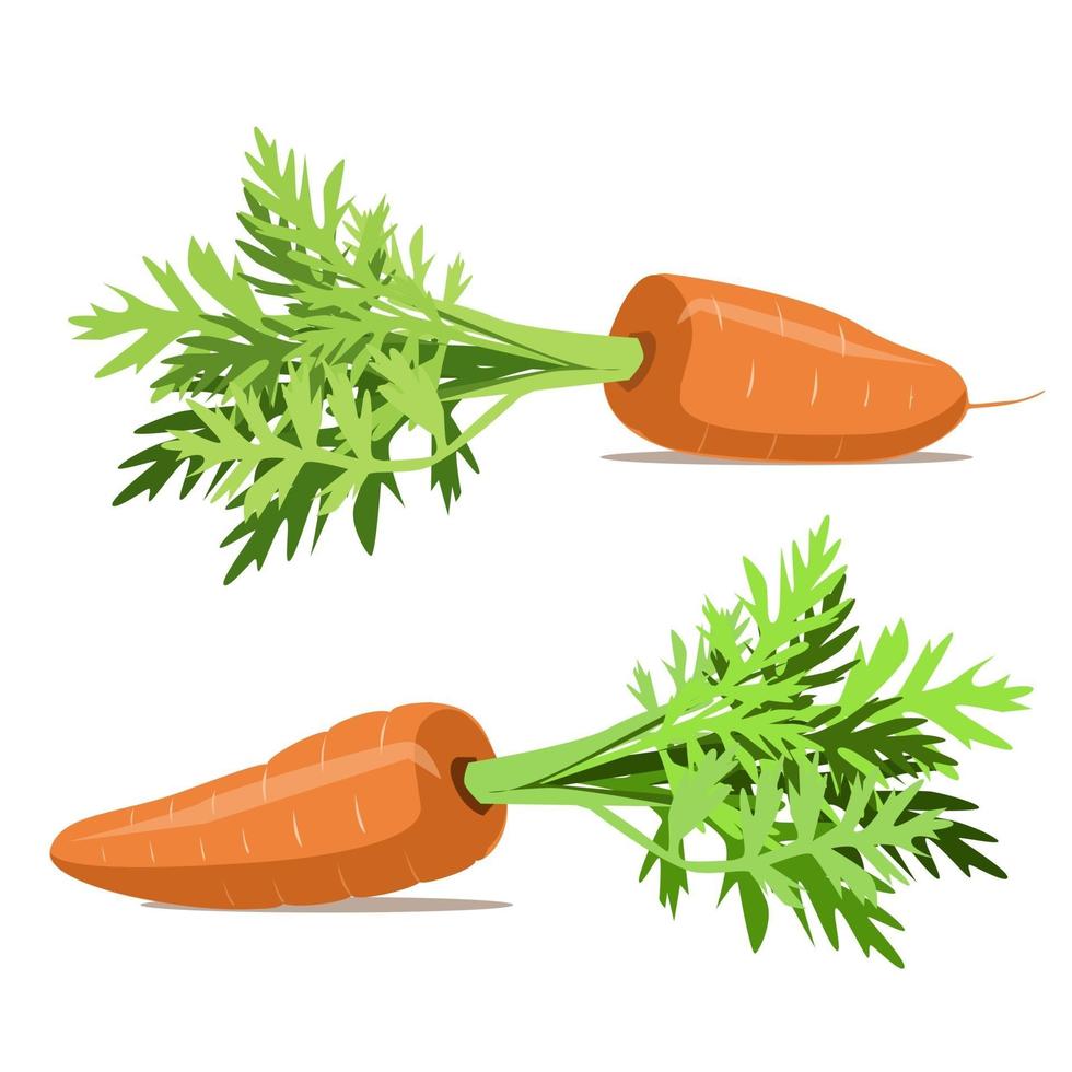 Delicious raw carrots with leaves vector
