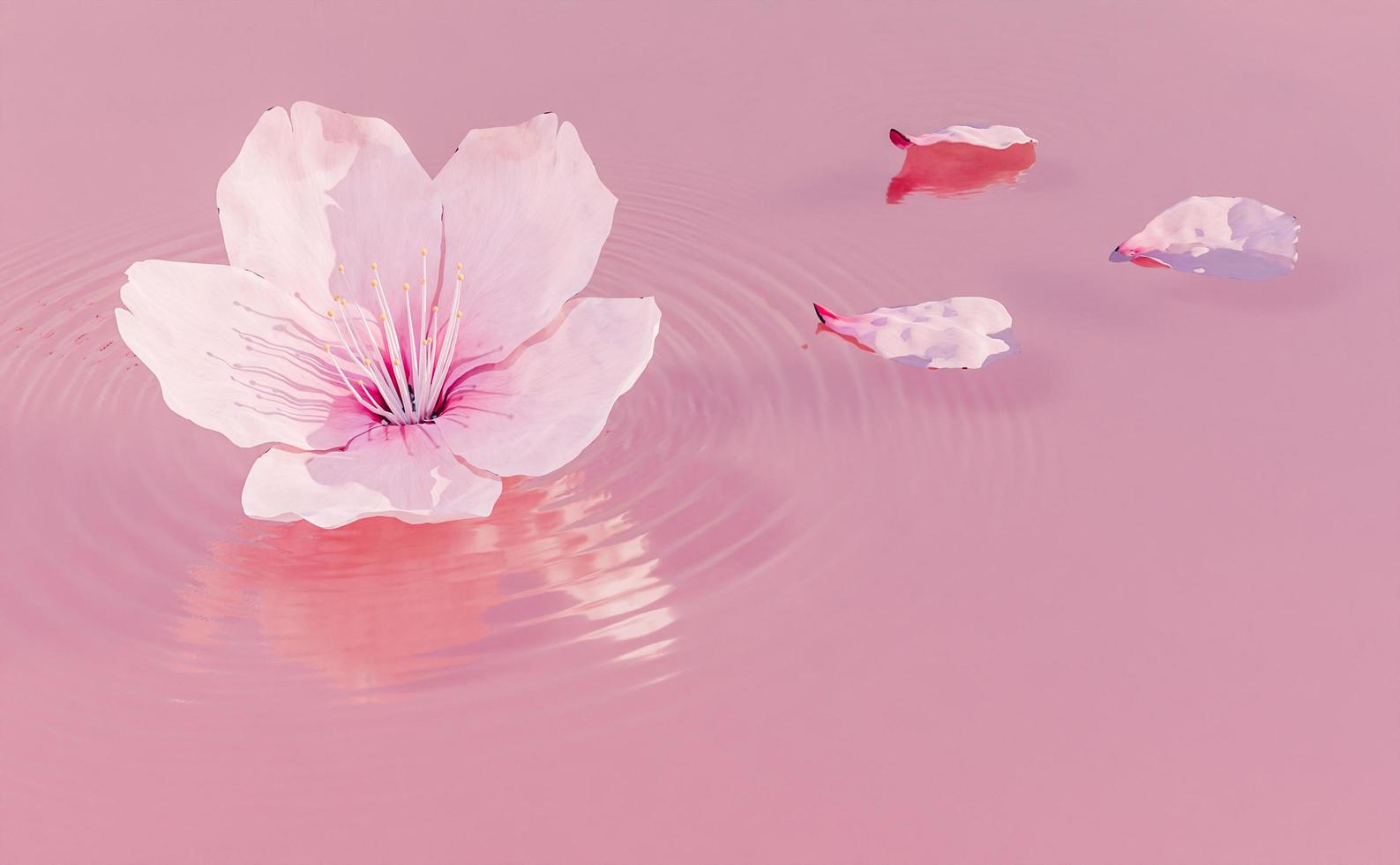 Cherry blossom on pink water ripples, 3D rendering photo
