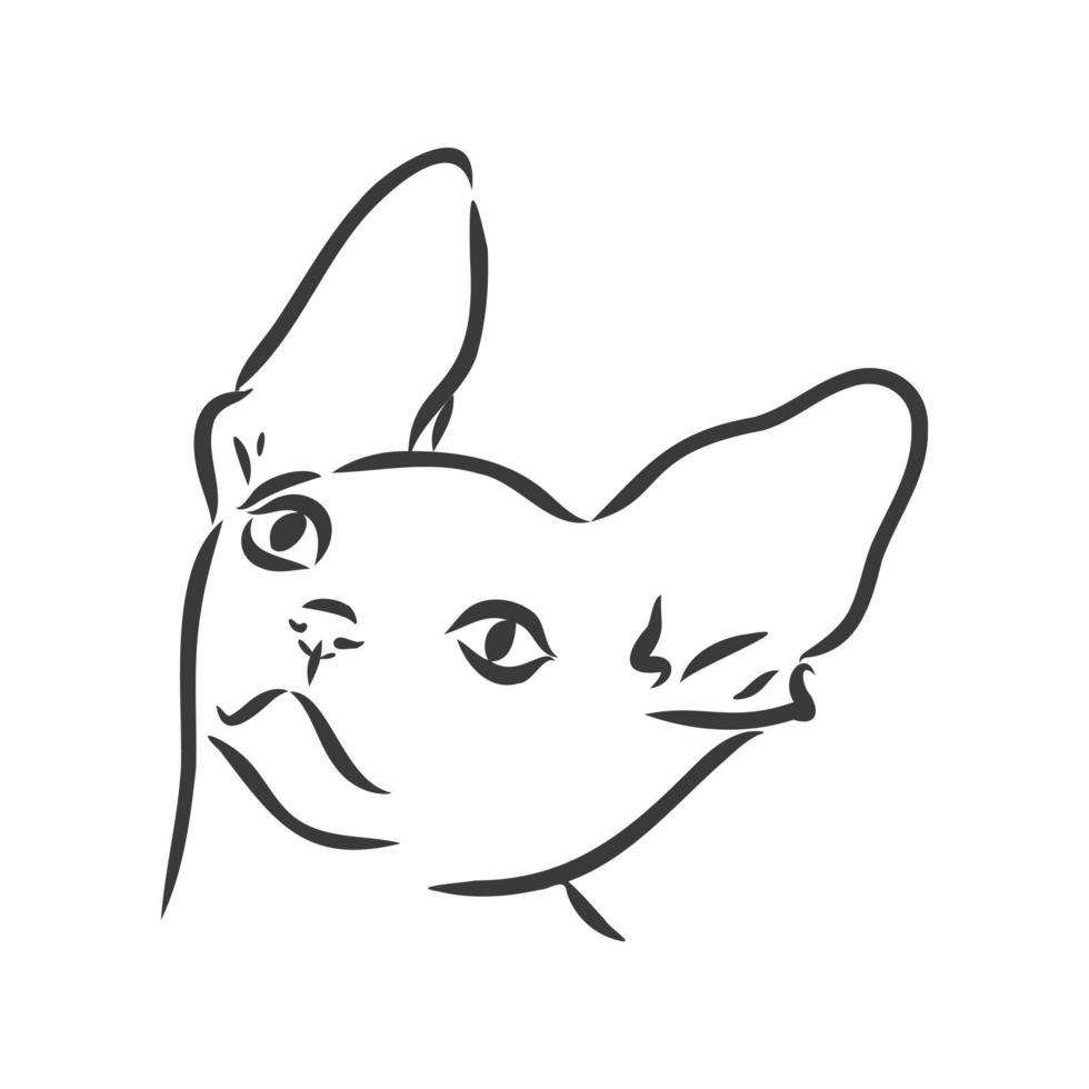 Vector illustration of a sphynx cat with a liner isolated on a white background. For printing on clothes, paper, logo, icon, blank for designers T-shirts, dishes, bed