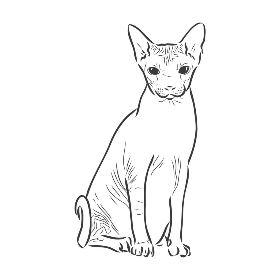 ilustración vectorial de un gato sphynx con un trazador de líneas aislado en un fondo blanco. para imprimir en ropa, papel, logotipo, icono, espacio en blanco para camisetas de diseñadores, platos, cama vector