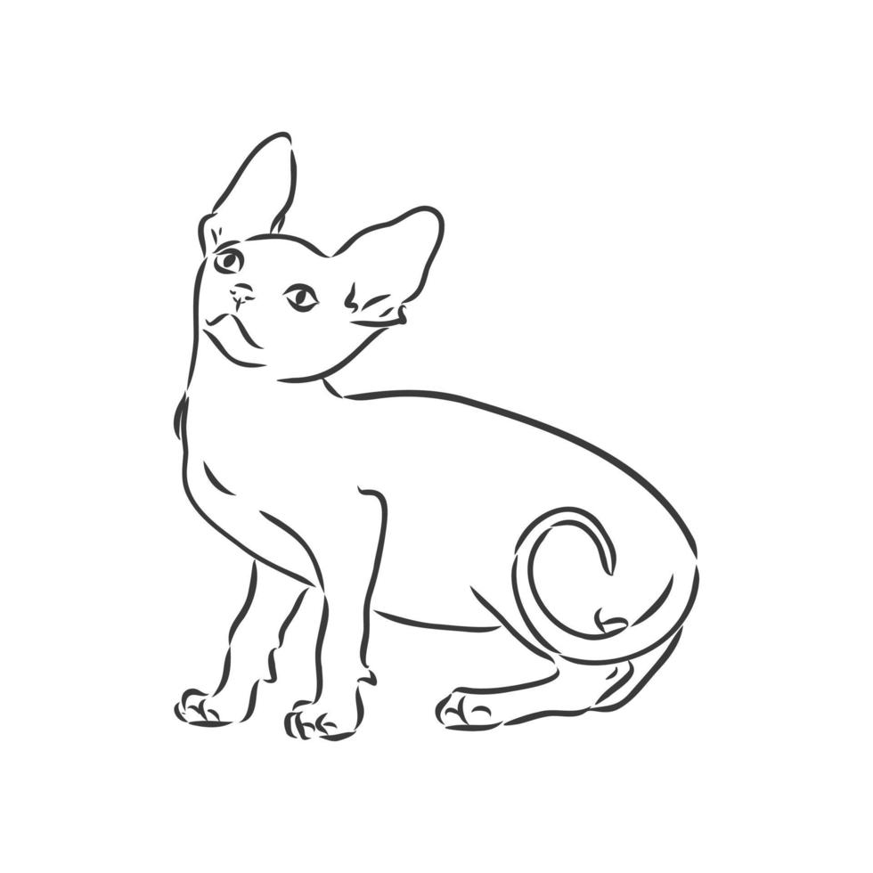 ilustración vectorial de un gato sphynx con un trazador de líneas aislado en un fondo blanco. para imprimir en ropa, papel, logotipo, icono, espacio en blanco para camisetas de diseñadores, platos, cama vector