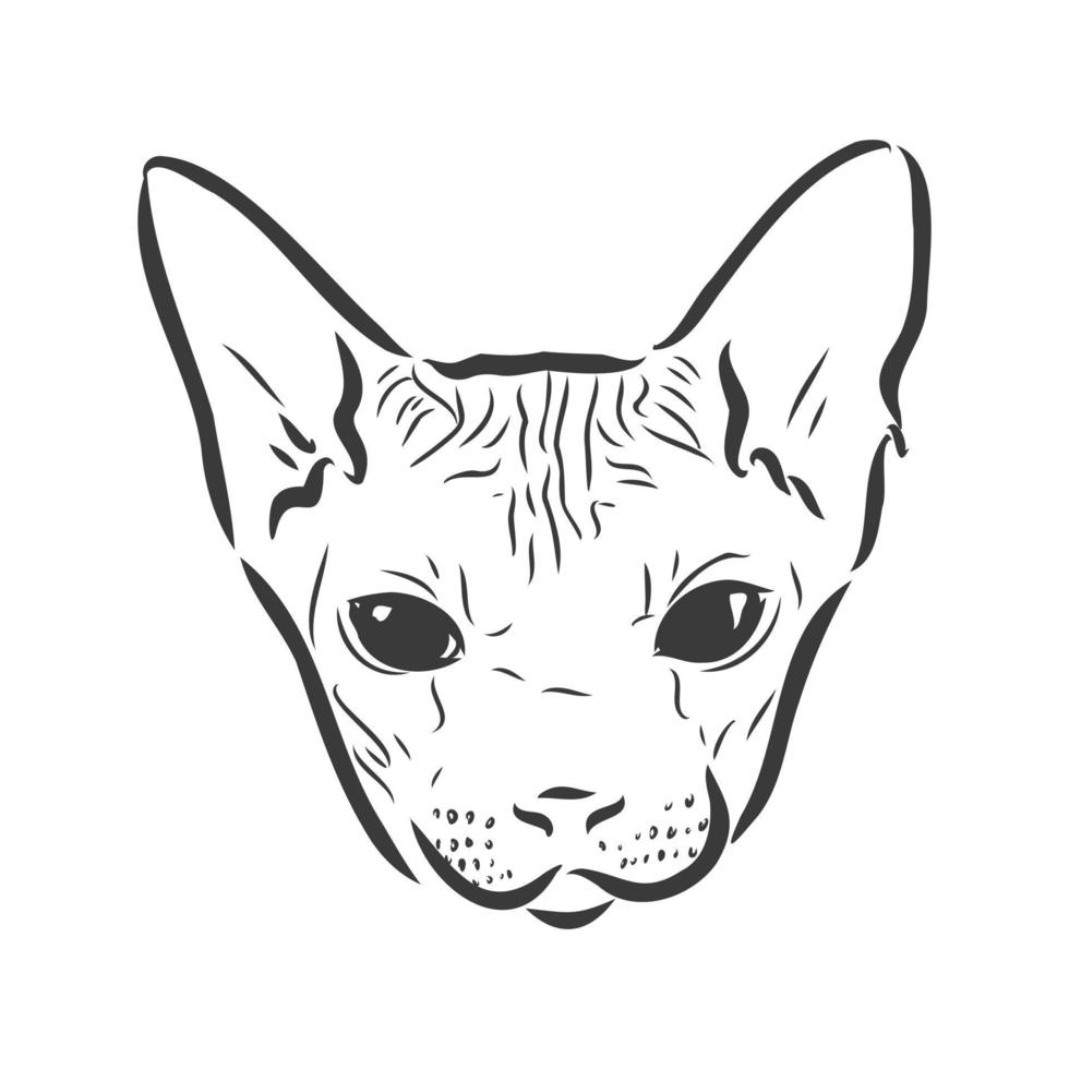 ilustración vectorial de un gato sphynx con un trazador de líneas aislado en un fondo blanco. para imprimir en ropa, papel, logotipo, icono, espacio en blanco para camisetas de diseñadores, platos, cama vector