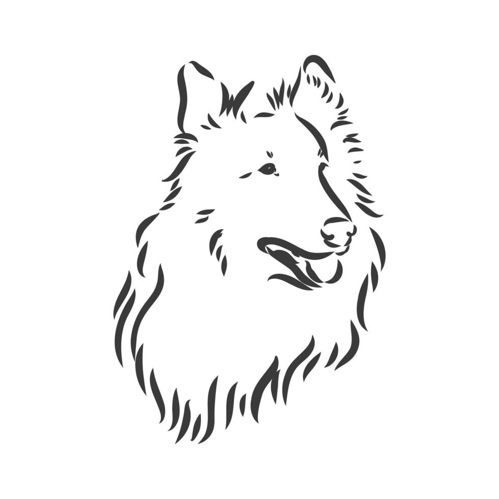 Dog Rough Collie isolated on White background. Vector illustration. collie vector sketch illustration on white background