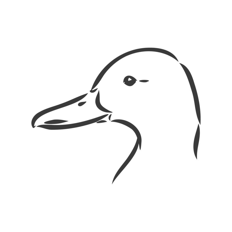Ilustración de vector de dibujo de pato, aislado sobre fondo blanco, vista superior de animales. Ilustración de dibujo de vector de pato sobre fondo blanco