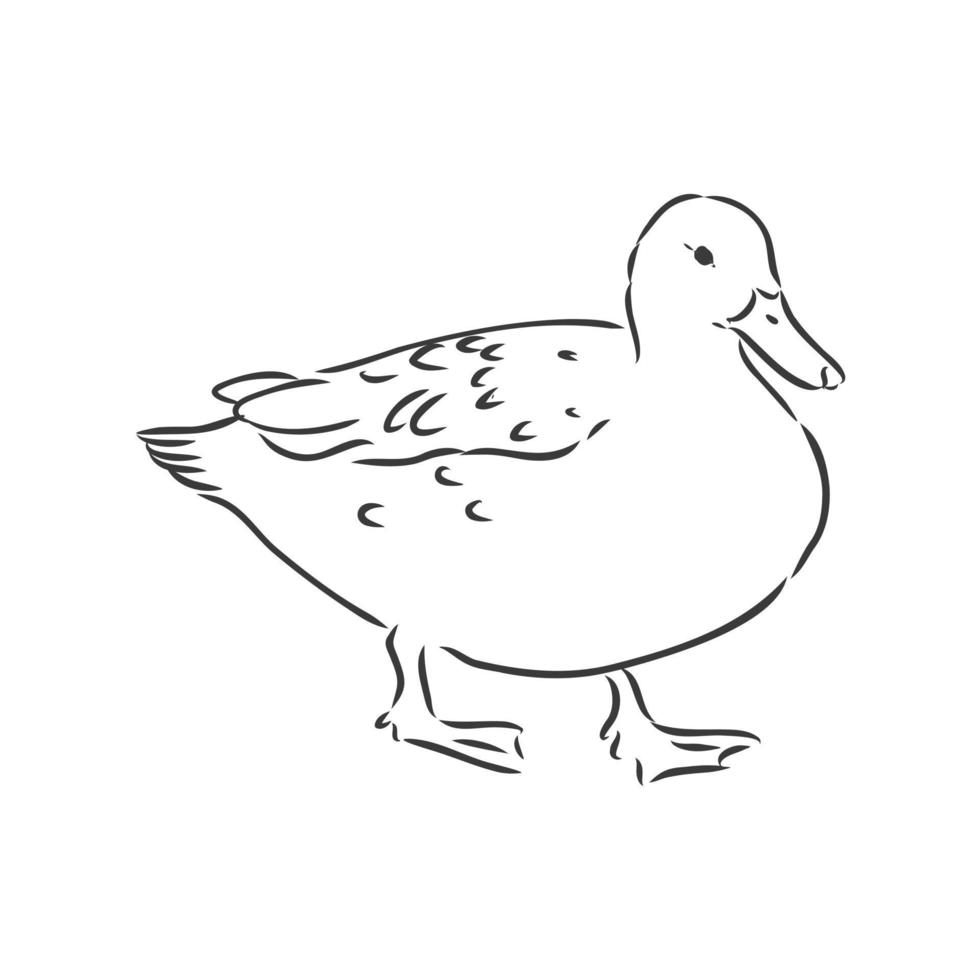 Ilustración de vector de dibujo de pato, aislado sobre fondo blanco, vista superior de animales. Ilustración de dibujo de vector de pato sobre fondo blanco