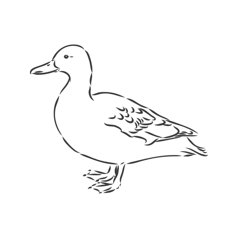 Ilustración de vector de dibujo de pato, aislado sobre fondo blanco, vista superior de animales. Ilustración de dibujo de vector de pato sobre fondo blanco