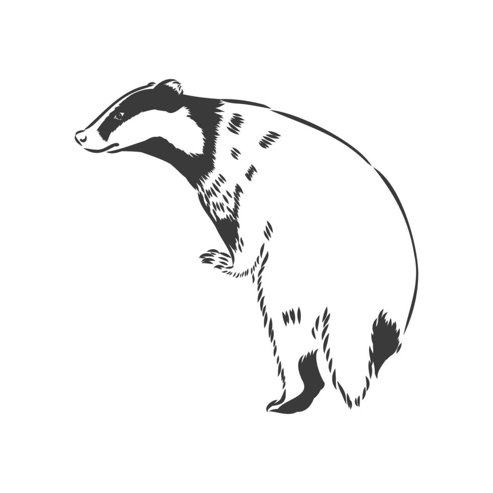 Badger sketch drawing isolated on white background. badger vector sketch on white background