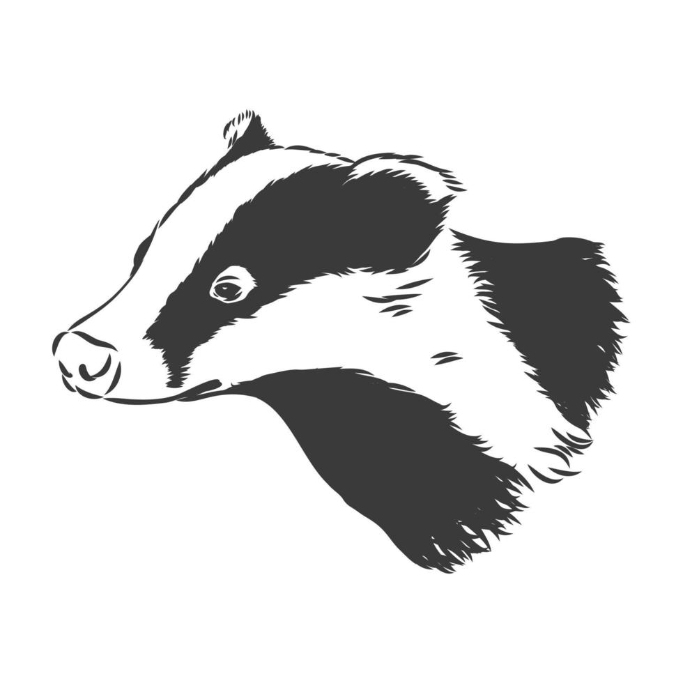 Badger sketch drawing isolated on white background. badger vector sketch on white background