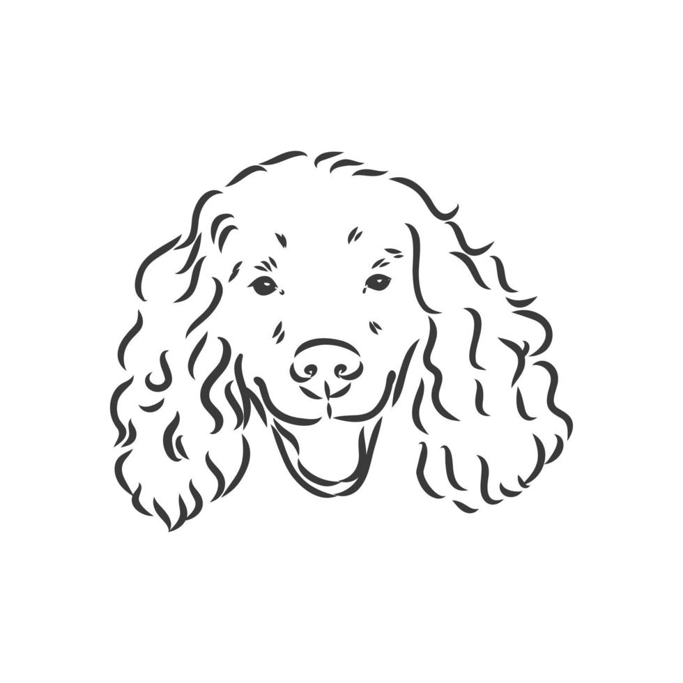 dog breed Cocker Spaniel muzzle, sketch vector graphics black and white drawing