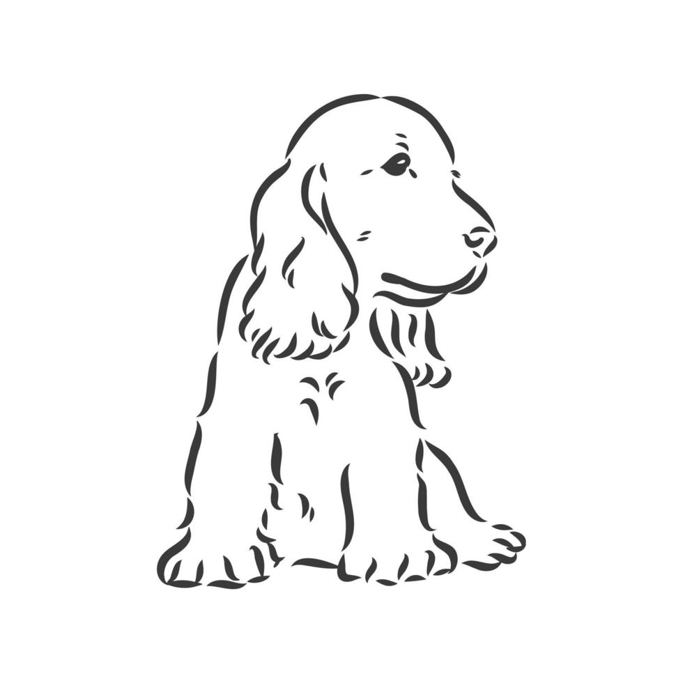 hocico de cocker spaniel de raza de perro, dibujo de gráficos vectoriales dibujo en blanco y negro vector