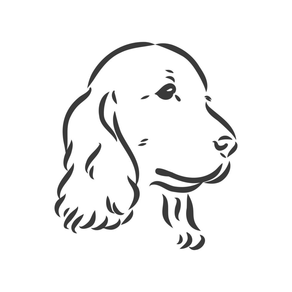 dog breed Cocker Spaniel muzzle, sketch vector graphics black and white drawing