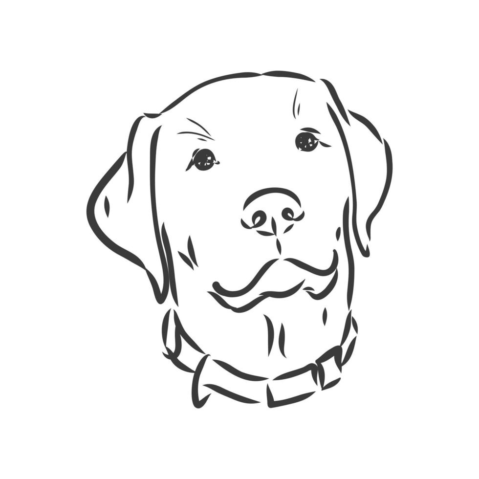 vector de la imagen de un perro labrador sobre fondo blanco. dibujo vectorial de labrador sobre un fondo blanco