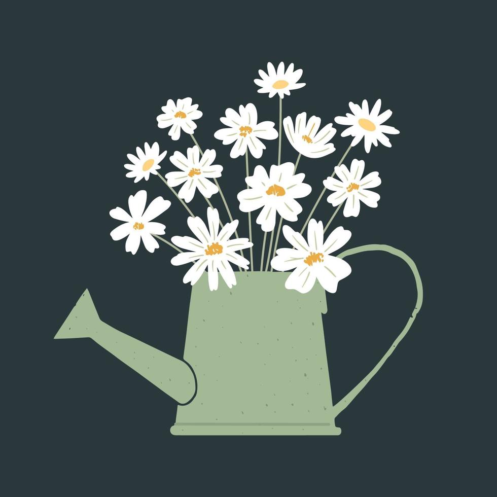 Vector illustration of bunch of fresh chamomile flowers in watering can on dark background