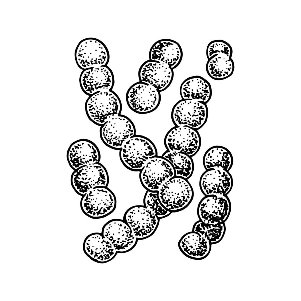 bacterias lactococcus probióticas dibujadas a mano. Buen microorganismo para la regulación de la salud y la digestión humana. ilustración vectorial en estilo boceto vector