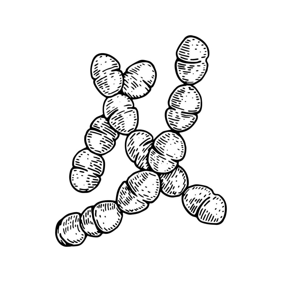 Hand drawn probiotic streptococcus thermophiles bacteria. Good microorganism for human health and digestion regulation. Vector illustration in sketch style