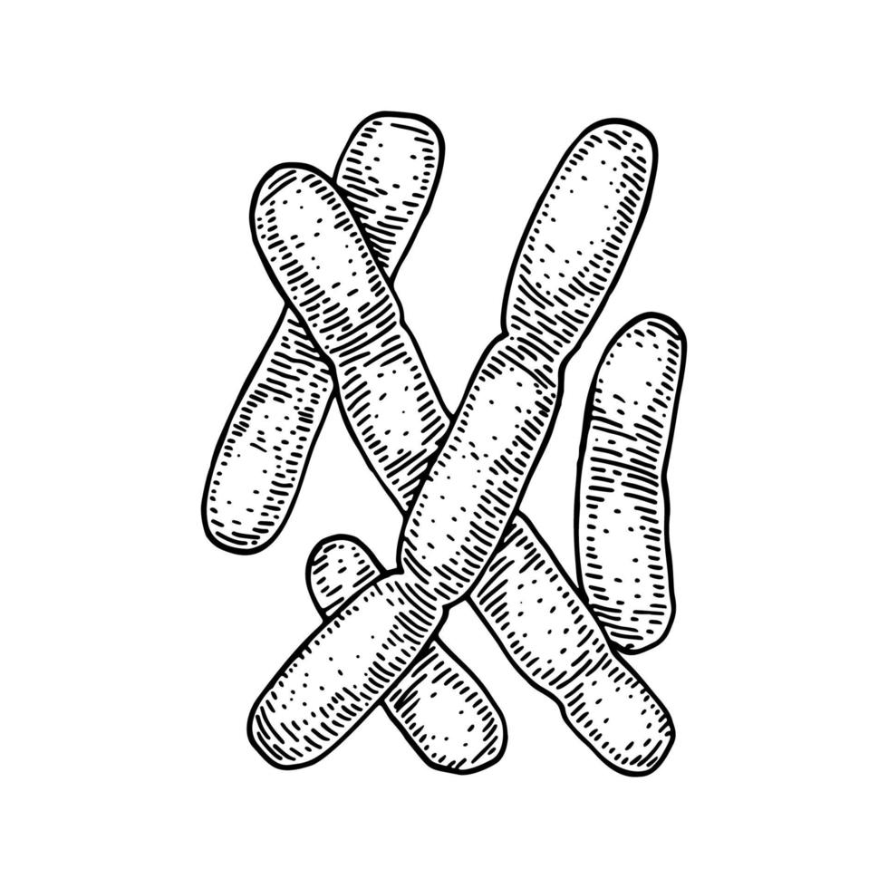 Hand drawn probiotic lactobacillus bacteria. Good microorganism for human health and digestion regulation. Vector illustration in sketch style