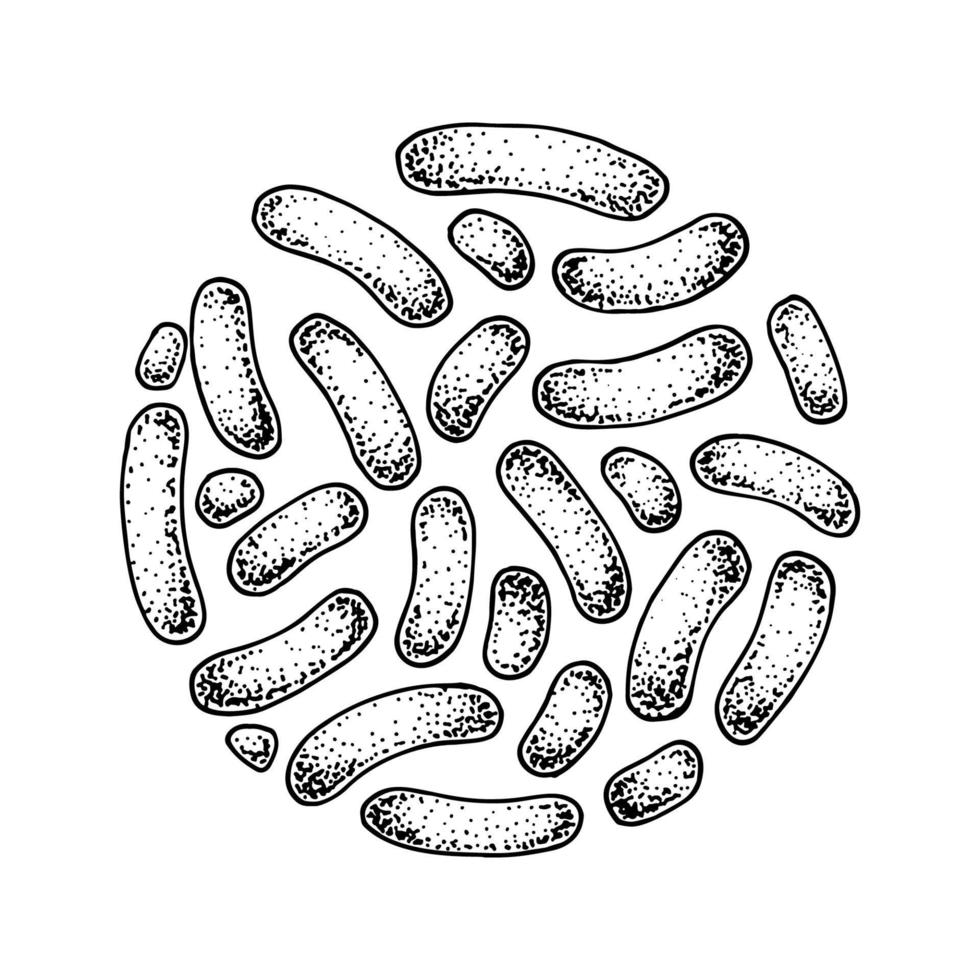 Hand drawn probiotic propionibacterium bacteria. Good microorganism for human health and digestion regulation. Vector illustration in sketch style