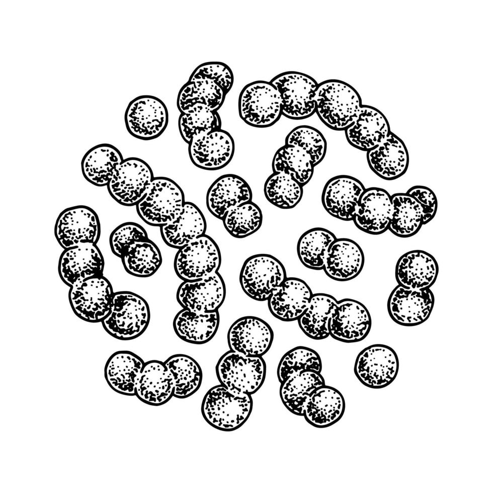 bacterias lactococcus probióticas dibujadas a mano. Buen microorganismo para la regulación de la salud y la digestión humana. ilustración vectorial en estilo boceto vector