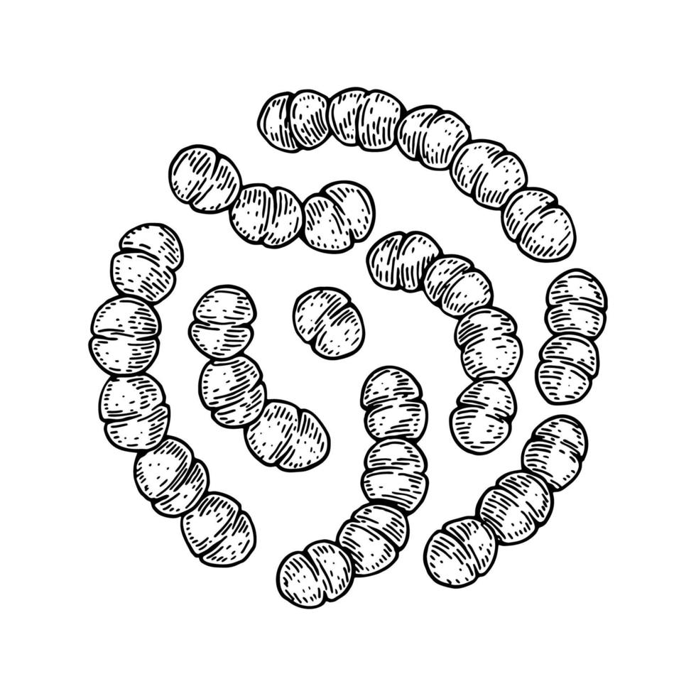 Hand drawn probiotic streptococcus thermophiles bacteria. Good microorganism for human health and digestion regulation. Vector illustration in sketch style