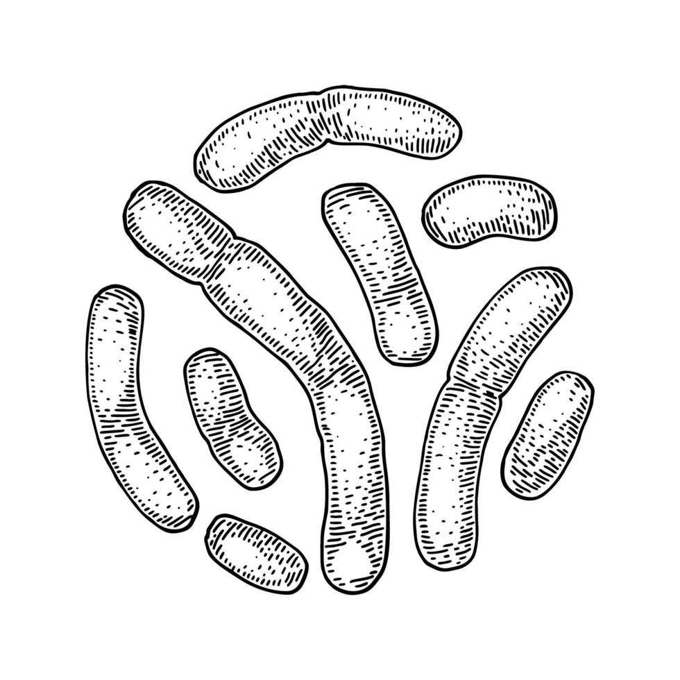 Hand drawn probiotic lactobacillus bacteria. Good microorganism for human health and digestion regulation. Vector illustration in sketch style