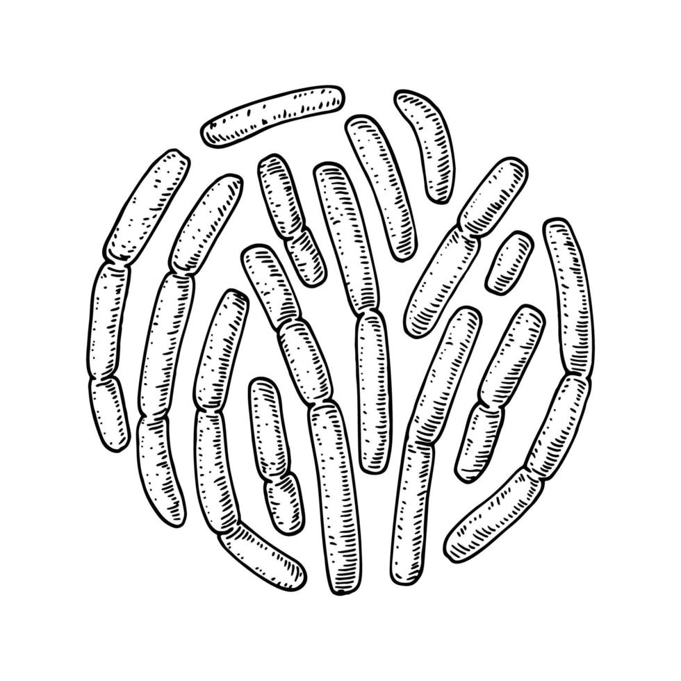 bacterias bulgaricus probióticas dibujadas a mano. Buen microorganismo para la regulación de la salud y la digestión humana. ilustración vectorial en estilo boceto vector