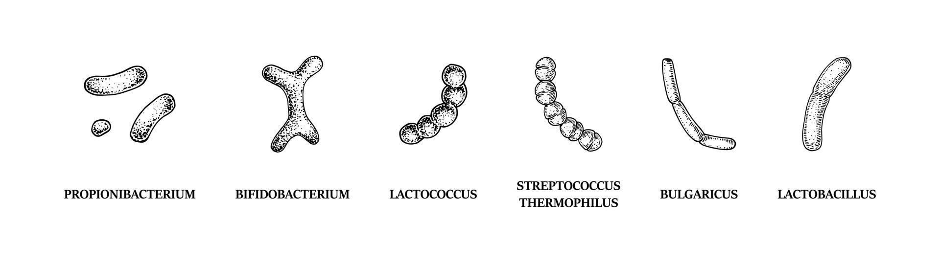 Set of hand drawn probiotics bacterias lactococcus, lactobacillus, bulgaricus, bifidobacterium, propionibacterium, streptococcus. Vector illustration in sketch style