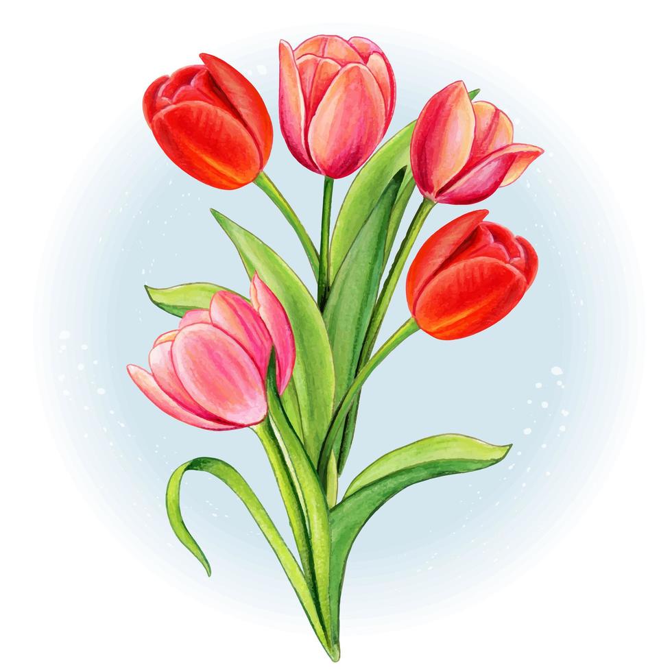 watercolor red and pink tulip bouquet vector