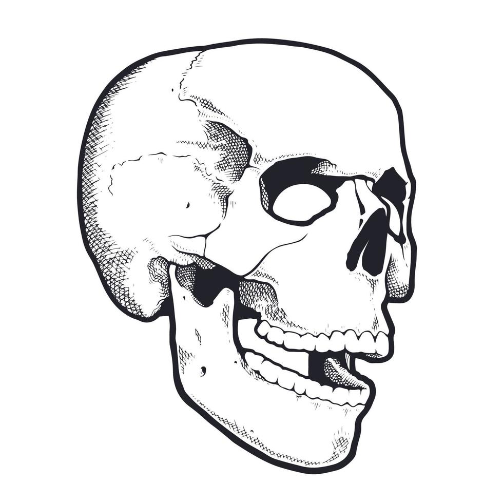 Engraving Style Skull With Open Mouth vector