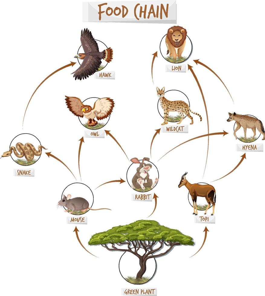 Food chain diagram concept 2173999 Vector Art at Vecteezy Biology Diagrams