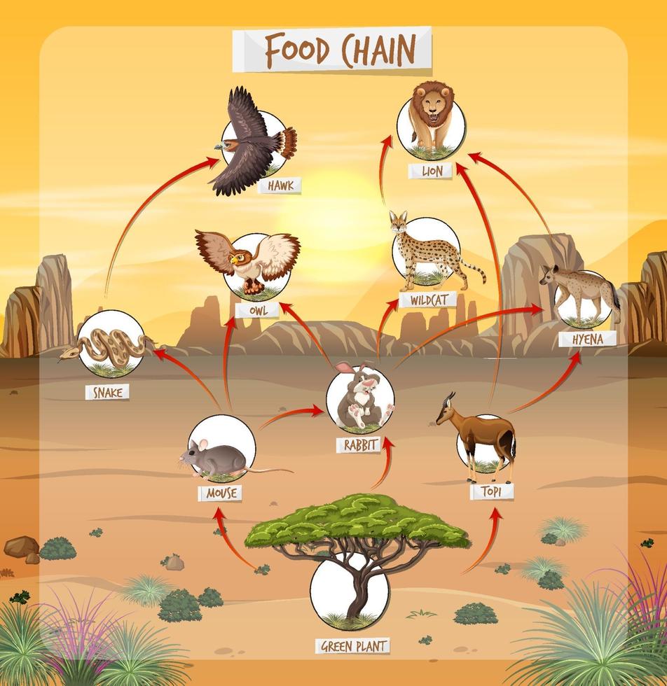 Food chain diagram concept on forest background 2174114 Vector Art at ... Biology Diagrams