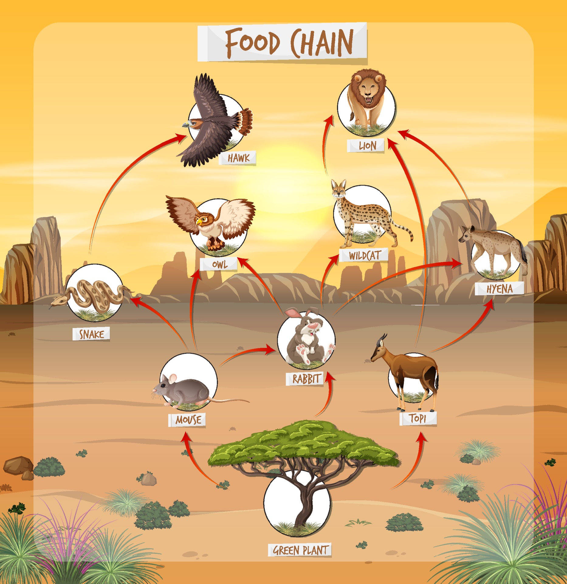 Food chain diagram concept on forest background 2174114 Vector Art at Biology Diagrams
