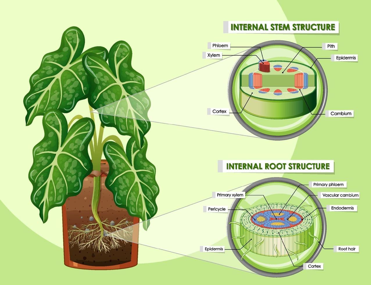 Diagram showing stem and root structure vector