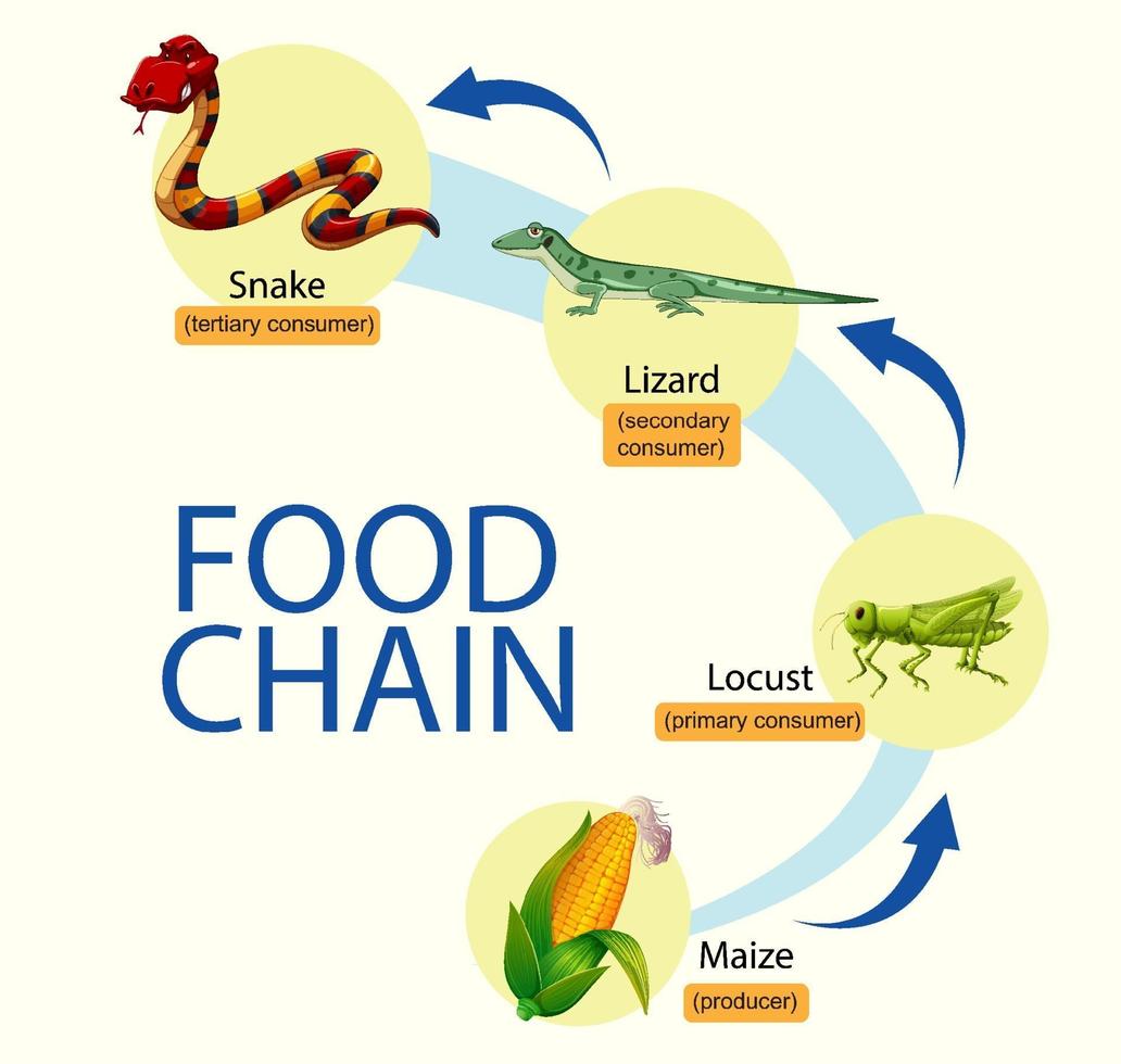 diagrama de la cadena alimentaria de la ciencia vector
