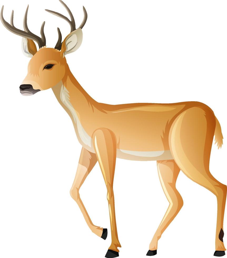 Animal cartoon character of a Deer on white background vector