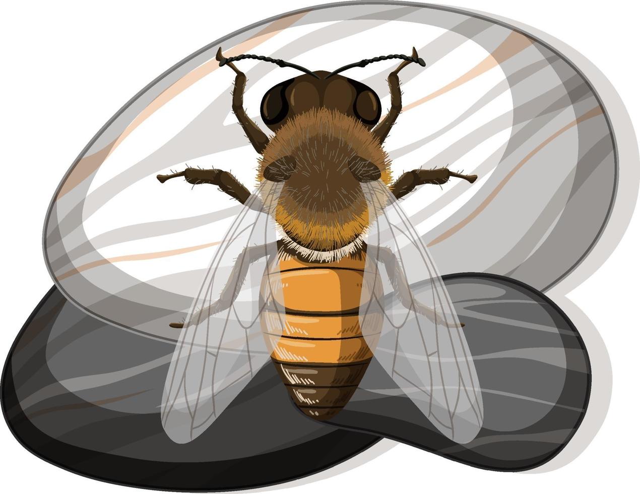 Top view of bee on a stone on white background vector