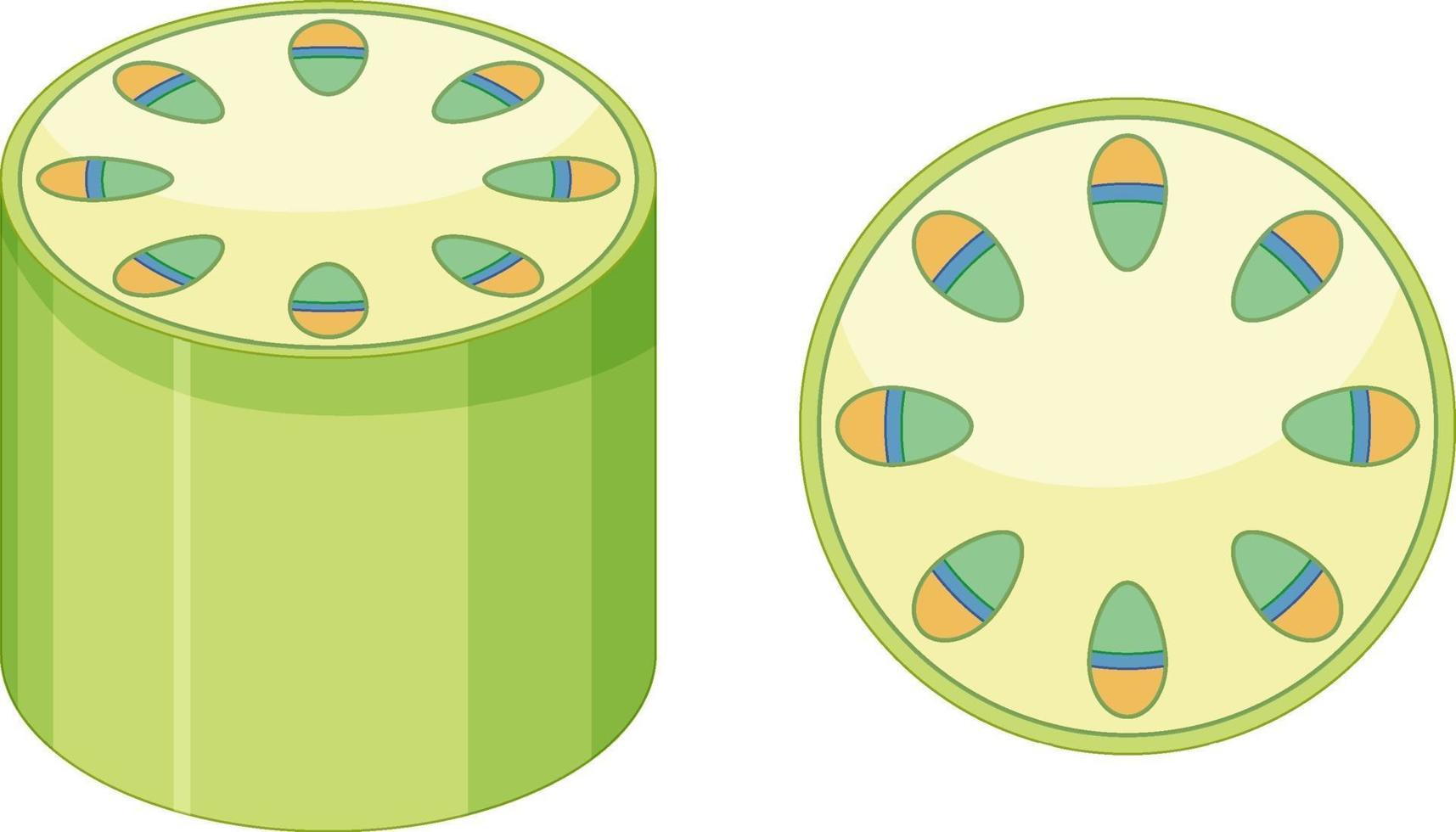 Elements of vascular tissue system in plants vector