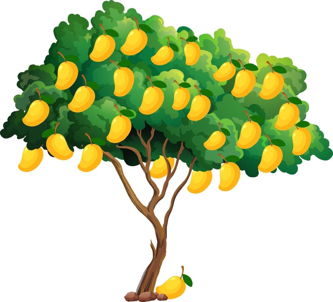 árbol de mango amarillo aislado sobre fondo blanco vector