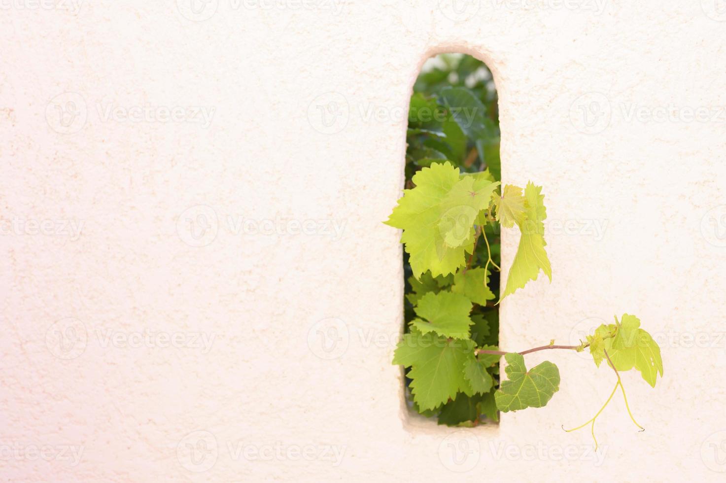 Grape leaves decorating the wall outdoor, sticking out of the hole photo