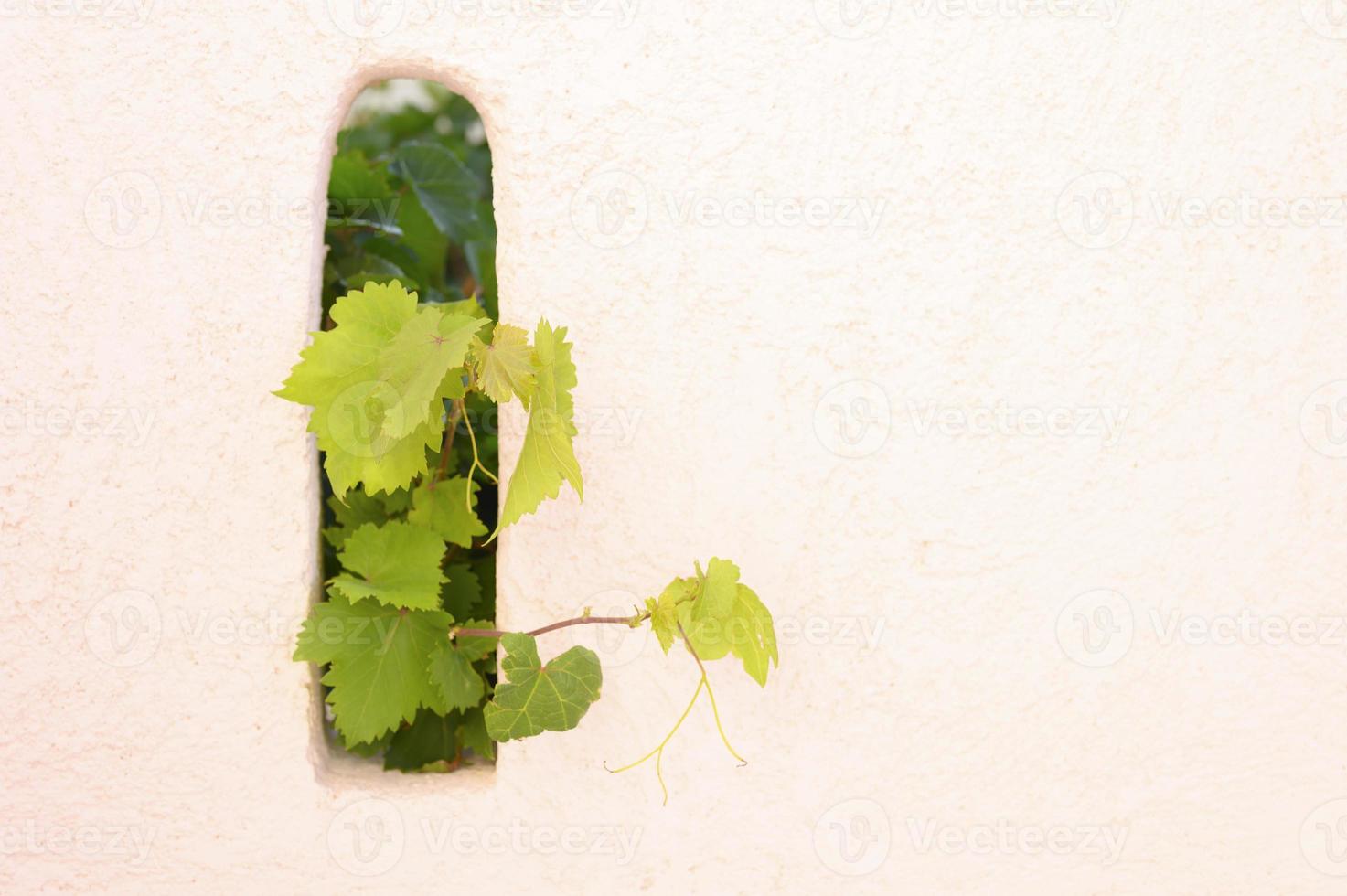 Grape leaves decorating the wall outdoor, sticking out of the hole photo