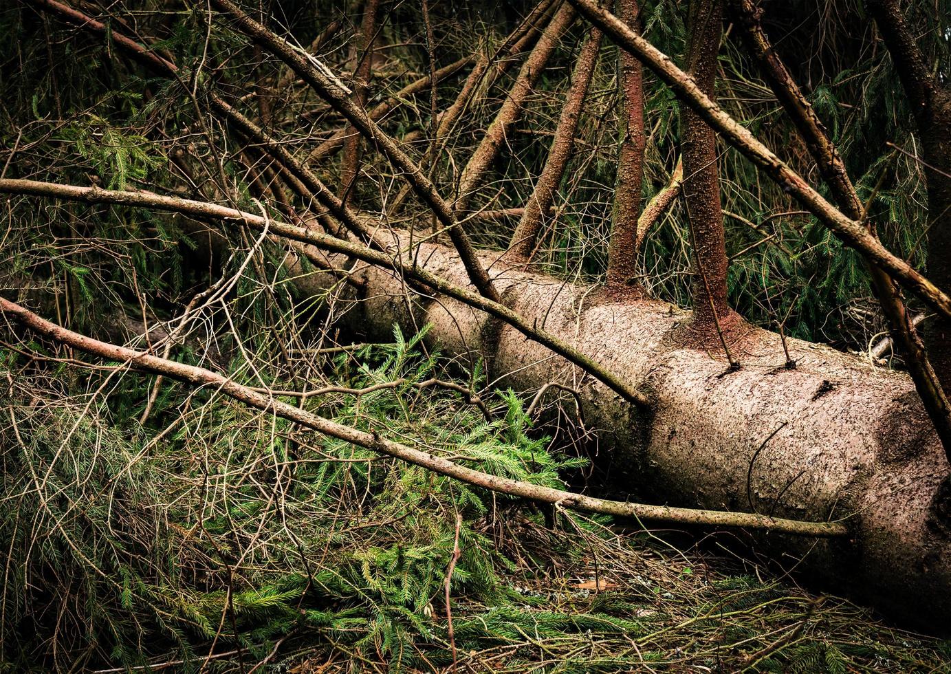 Fallen spruce after a windy storm photo