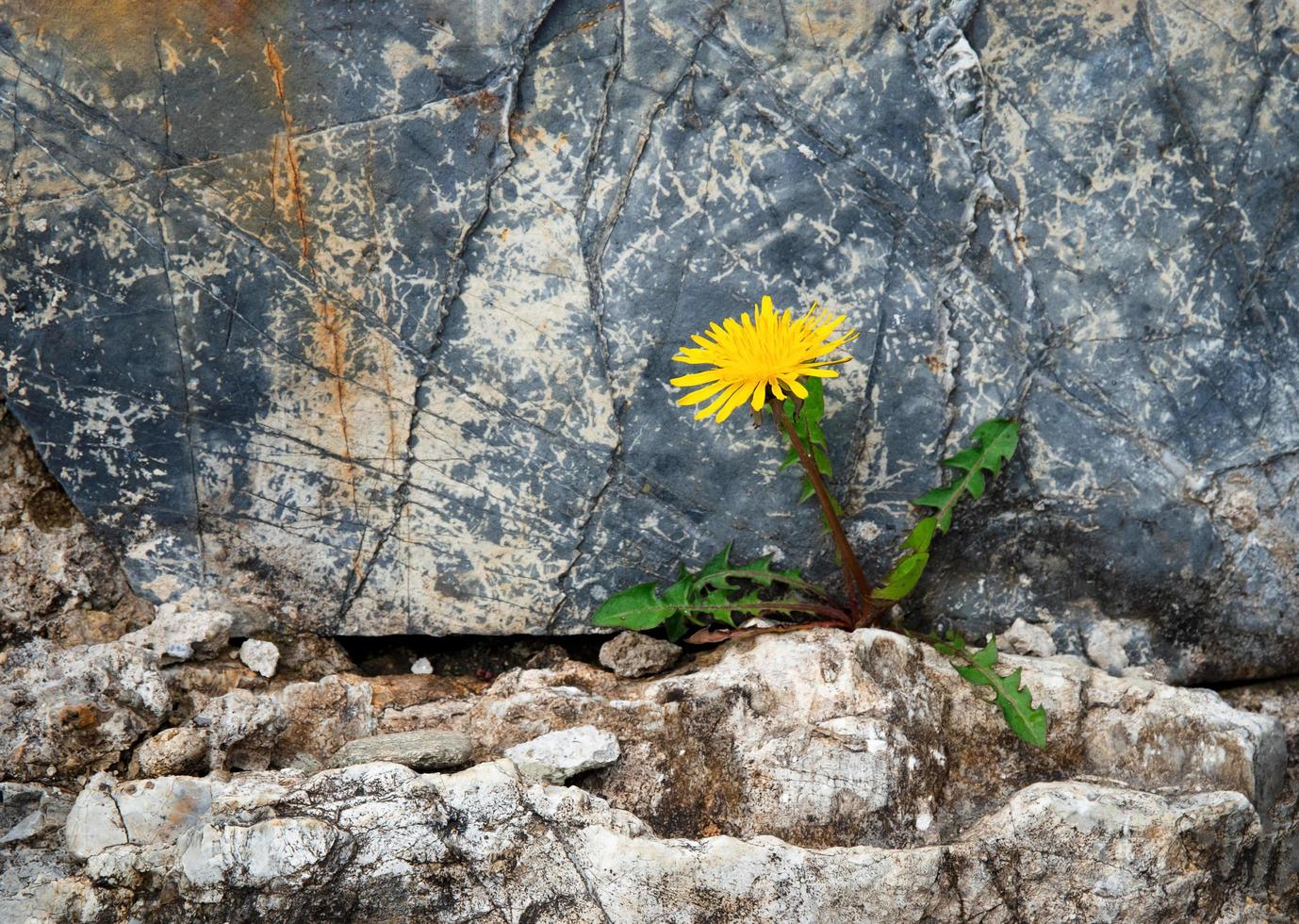 Dandelion on a stone wall photo